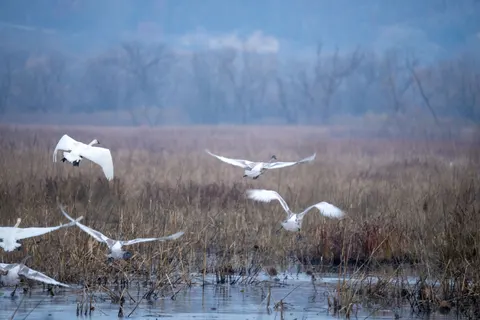 Elegant Swan 4K Wallpaper · birds · 3840×2560