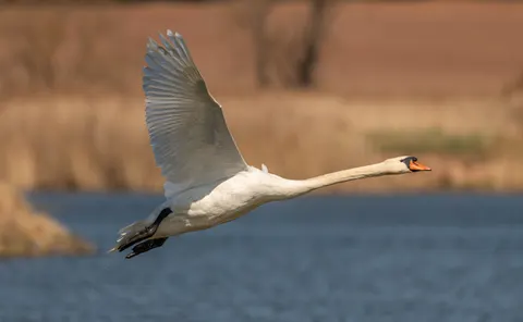 Elegant Swan 4K Wallpaper · birds · 3840×2363