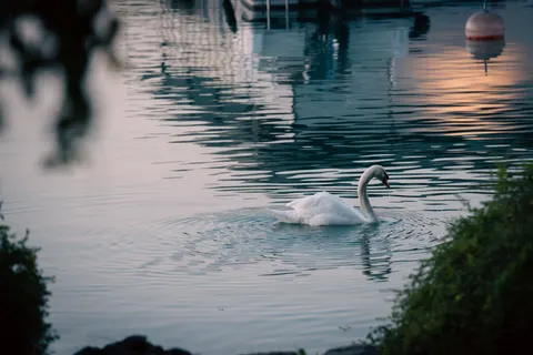 Elegant Swan 4K Wallpaper · birds · 3840×2561
