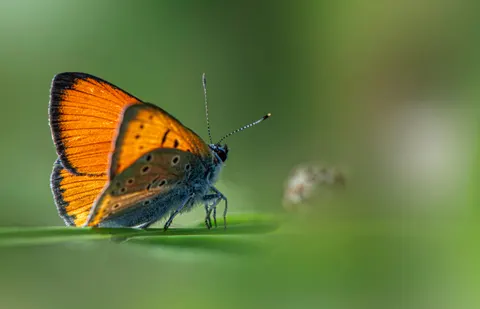 Sfondo Farfalla 4K · animals · 3840×2468