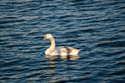 Elegant Swan 4K Wallpaper · birds · 3840×2561