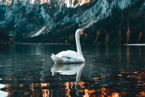 Elegant Swan 4K Wallpaper · birds · 3840×2560