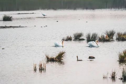 Elegant Swan 4K Wallpaper · birds · 3840×2560