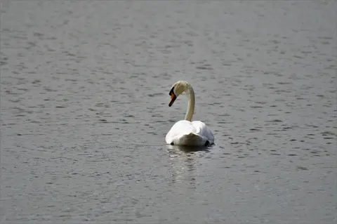 Elegant Swan 4K Wallpaper · birds · 3840×2553