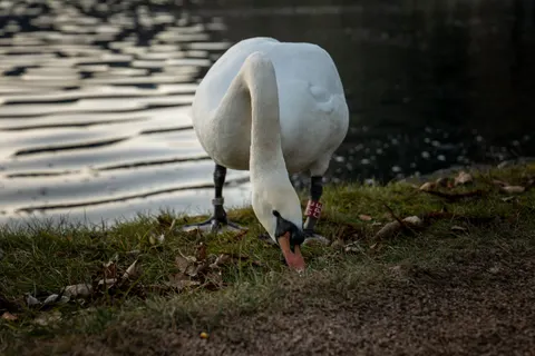 Elegant Swan 4K Wallpaper · birds · 3840×2562