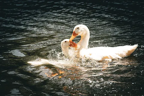 Elegant Swan 4K Wallpaper · birds · 3840×2560