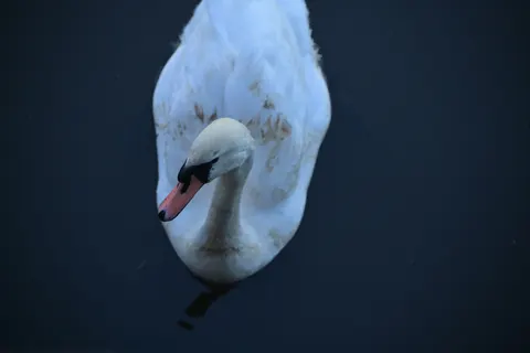 Elegant Swan 4K Wallpaper · birds · 3840×2560
