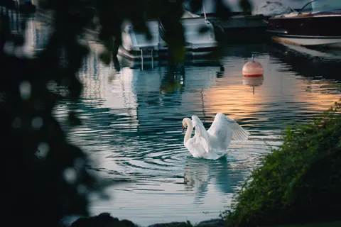 Elegant Swan 4K Wallpaper · birds · 3840×2561
