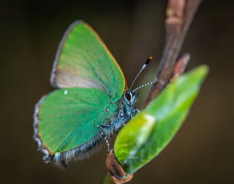 Fondo de pantalla Mariposa 4K · animals · 3840×3016