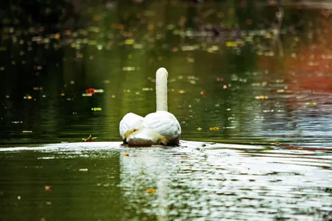 Elegant Swan 4K Wallpaper · birds · 3840×2550