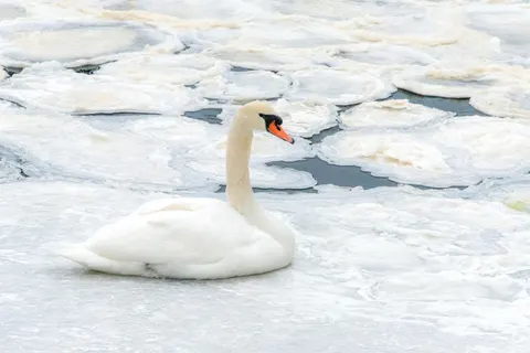 Elegant Swan 4K Wallpaper · birds · 3840×2563