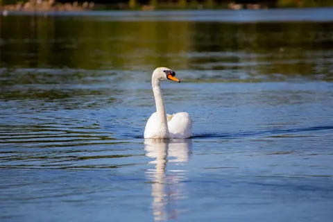 Elegant Swan 4K Wallpaper · birds · 3840×2560