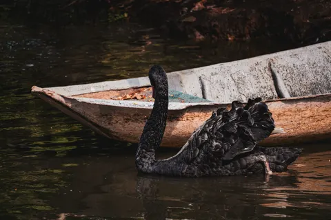 Elegant Swan 4K Wallpaper · birds · 3840×2560