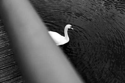 Elegant Swan 4K Wallpaper · birds · 3840×2560