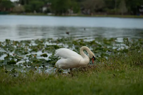 Elegant Swan 4K Wallpaper · birds · 3840×2560
