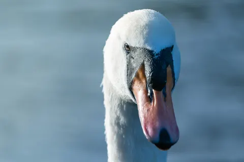 Обои Изящный лебедь 4K · birds · 3840×2560
