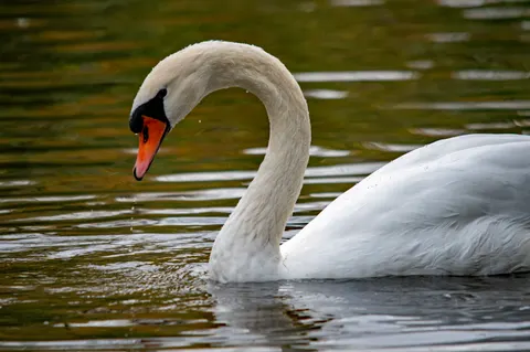Elegant Swan 4K Wallpaper · birds · 3840×2550