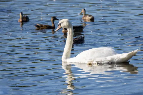Elegant Swan 4K Wallpaper · birds · 3840×2561
