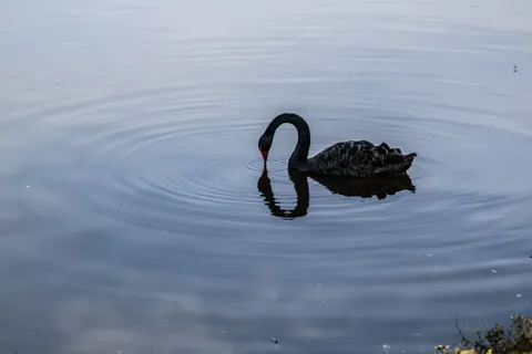 Elegant Swan 4K Wallpaper · birds · 3840×2560