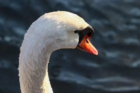Elegant Swan 4K Wallpaper · birds · 3840×2560