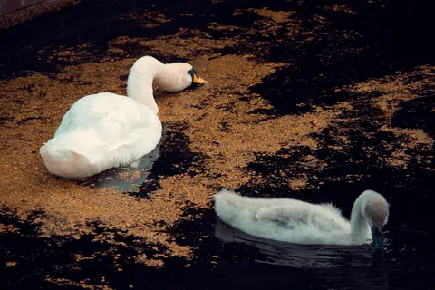 Elegant Swan 4K Wallpaper · birds · 3840×2560