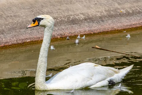 Elegant Swan 4K Wallpaper · birds · 3840×2560