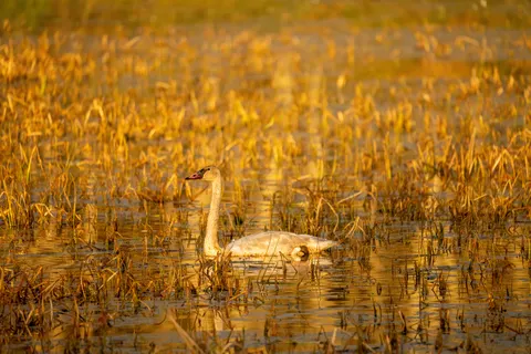 Elegant Swan 4K Wallpaper · birds · 3840×2560