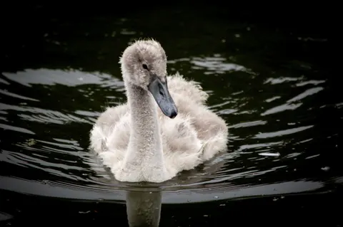 Elegant Swan 4K Wallpaper · birds · 3840×2553