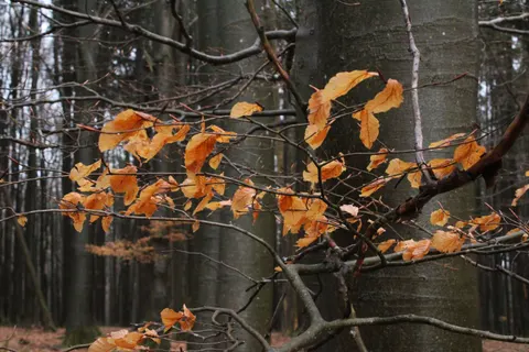 Tapeta Jesienna leśna ścieżka 4K · autumn · 3840×2560