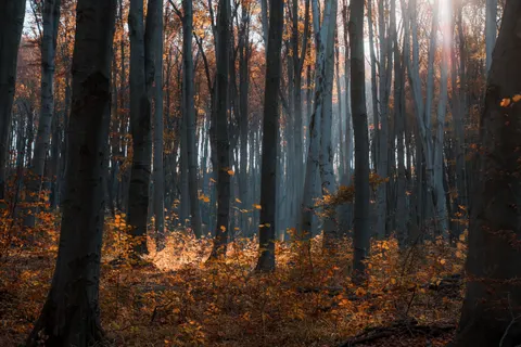 Autumn Forest Path 4K Wallpaper · autumn · 3840×2560