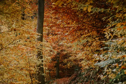 秋の森の小道 4K壁紙 · autumn · 3840×2553