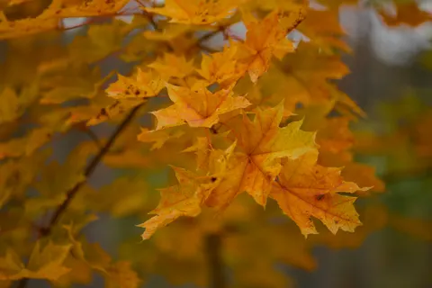 Autumn Forest Path 4K Wallpaper · autumn · 3840×2560