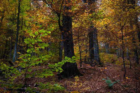 Autumn Forest Path 4K Wallpaper · autumn · 3840×2560
