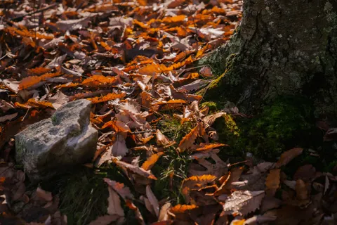 Autumn Forest Path 4K Wallpaper · autumn · 3840×2560