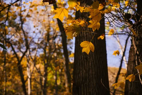 Autumn Forest Path 4K Wallpaper · autumn · 3840×2560