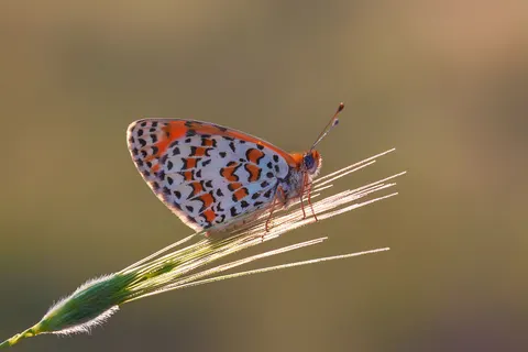 خلفية فراشة بدقة 4K · animals · 3840×2560