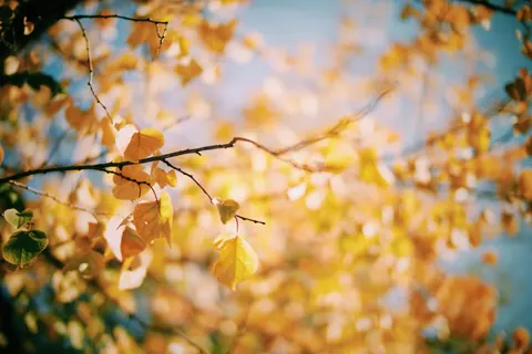 Wallpaper Jalan setapak hutan musim gugur 4K · autumn · 3840×2563