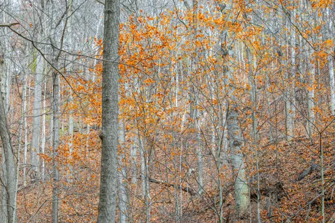 Autumn Forest Path 4K Wallpaper · autumn · 3840×2561