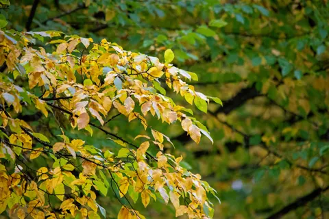 Autumn Forest Path 4K Wallpaper · autumn · 3840×2563