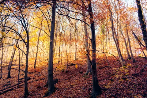 Autumn Forest Path 4K Wallpaper · autumn · 3840×2560