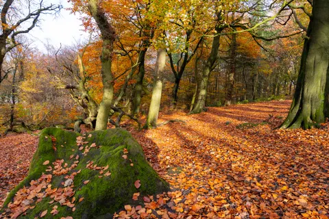 Herbstlicher Waldweg 4K Hintergrundbild · autumn · 3840×2560