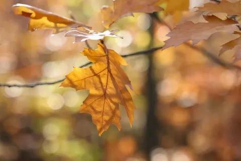 Autumn Forest Path 4K Wallpaper · autumn · 3840×2560