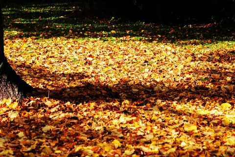 Autumn Forest Path 4K Wallpaper · autumn · 3840×2560