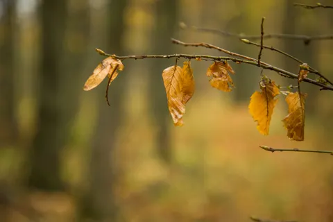 Autumn Forest Path 4K Wallpaper · autumn · 3840×2560