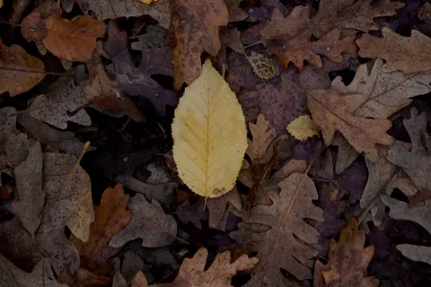 Autumn Forest Path 4K Wallpaper · autumn · 3840×2560