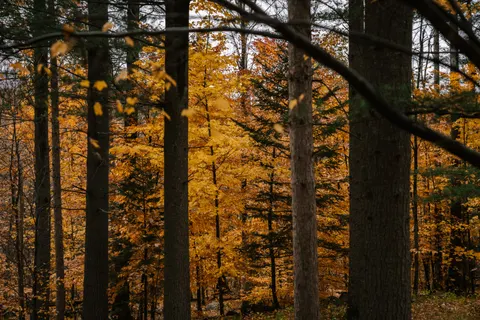 Autumn Forest Path 4K Wallpaper · autumn · 3840×2560