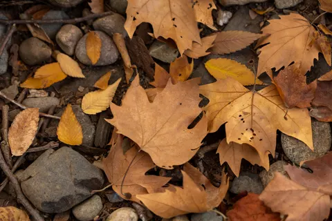 秋林小径 4K壁纸 · autumn · 3840×2560