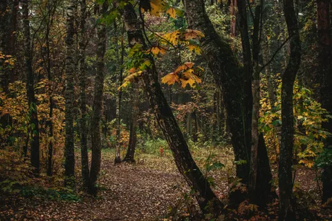 Autumn Forest Path 4K Wallpaper · autumn · 3840×2560