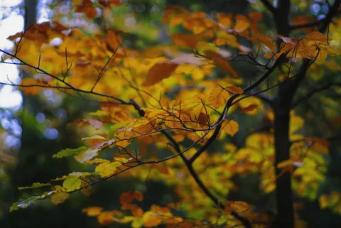 Autumn Forest Path 4K Wallpaper · autumn · 3840×2565