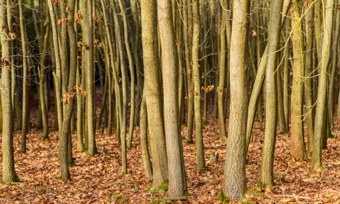 Papel de parede Trilha de outono 4K · autumn · 3840×2306